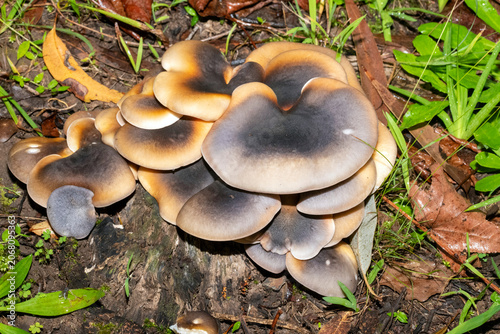 Ghost Mushrooms (Omphalotus nidiformis)