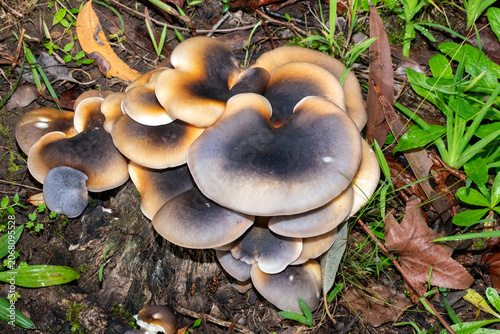 Ghost Mushrooms (Omphalotus nidiformis)