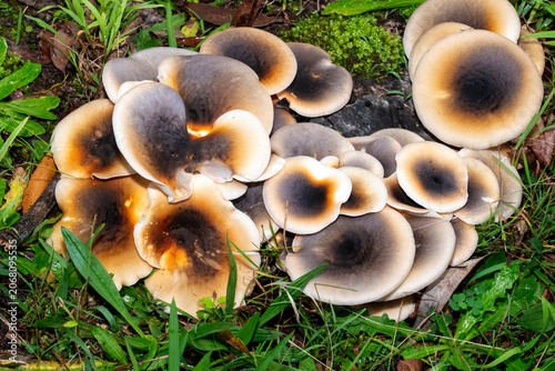 Ghost Mushrooms (Omphalotus nidiformis)