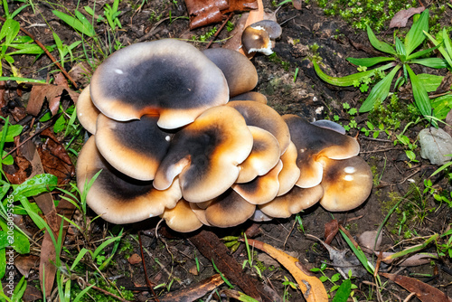 Ghost Mushrooms (Omphalotus nidiformis)