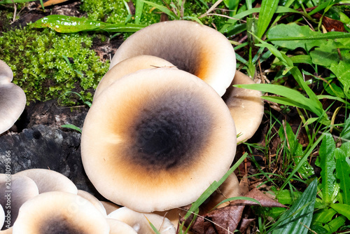 Ghost Mushrooms (Omphalotus nidiformis)