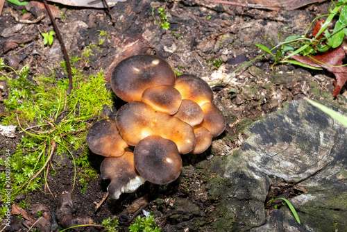 Ghost Mushrooms (Omphalotus nidiformis)