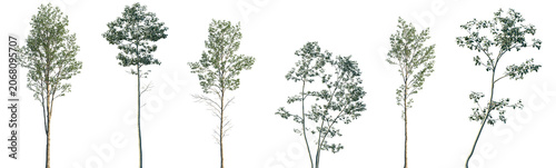 Fotografía Set of Alnus cremastogyne and Alnus glutinosa frontal set street trees isolated