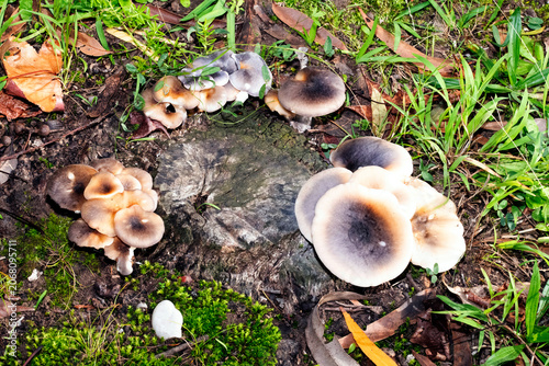 Ghost Mushrooms (Omphalotus nidiformis)