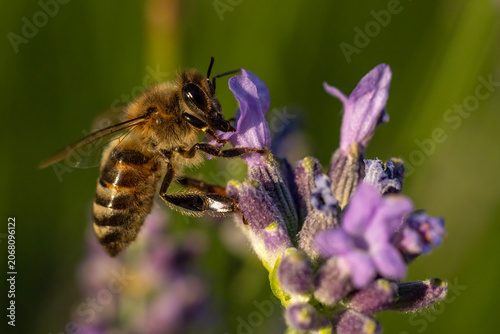 bee on lavender