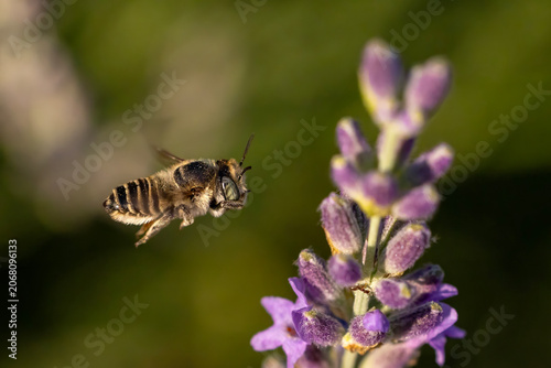insect on a flower