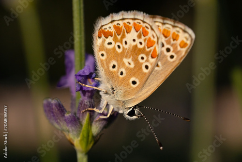 butterfly on a flower