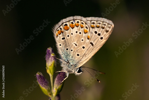 butterfly on a flower