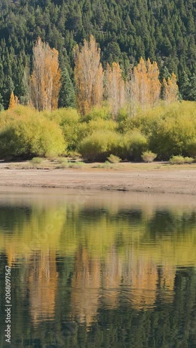 Mountain river shoreline with autumnal vegetation, yellow poplar trees, and green pine trees, reflecting on the calm water surface.