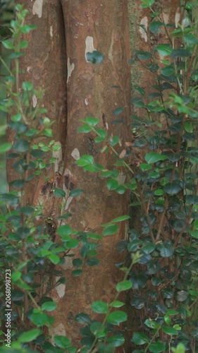 Close-up shot of the distinctive smooth orange-brown bark of an arrayan tree trunk, partially framed by vibrant green leaves and branches in a forest.