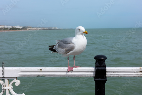 Seagull standing on a railing near the water in a coastal area during the day