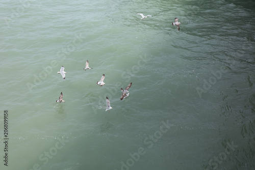 Seagulls flying and swimming on calm water during daylight hours near a coastal area
