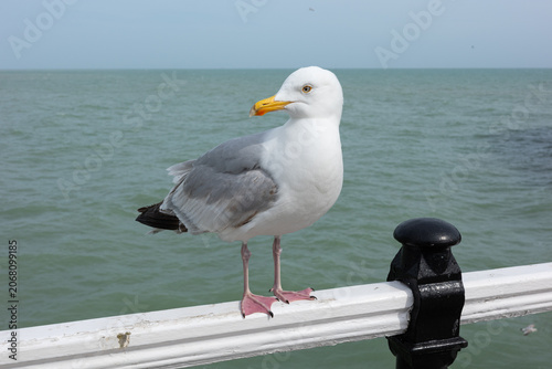 Seagull standing on railing by the sea during daytime