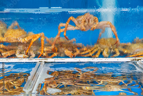 Принти на полотні Live king crabs displayed in seafood market aquarium in Busan, South Korea
