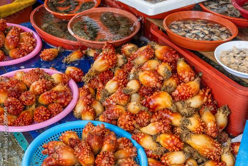 Tableau sur toile Fresh sea squirts displayed at Busan fish market showcasing traditional Korean s