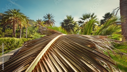 Dead Palm Frond With Lush Green Palms In Background