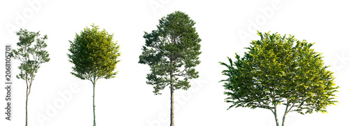 Canvastavla Set of Castanea sativa and Ligustrum japonicum frontal set street trees isolated