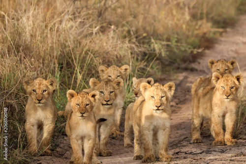 Принти на полотні Group of Lion Cubs on Road Greater Kruger South Africa