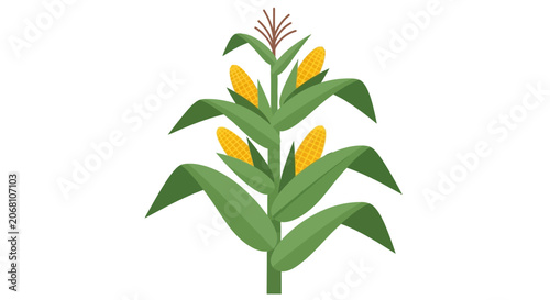 Corn stalk illustration with golden ears and leaves.