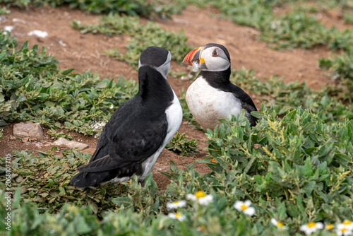 Colourful Atlantic puffin, Fratercula arctica, with a white feather in beak, Wales, UK
