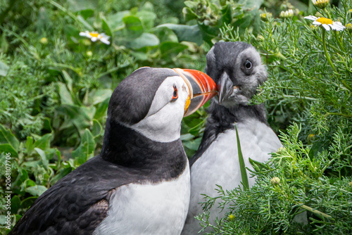 Colourful Atlantic puffin, Fratercula arctica, alongside monochrome pufflng, Wales, UK
