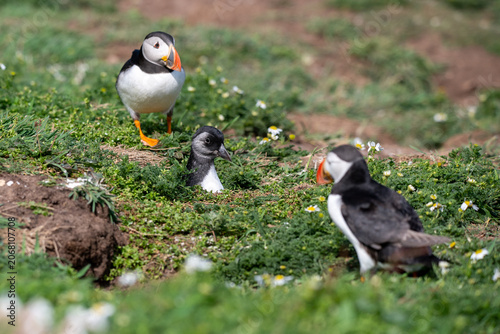 Atlantic puffin, Fratercula arctica, with puffling emerging from burrow