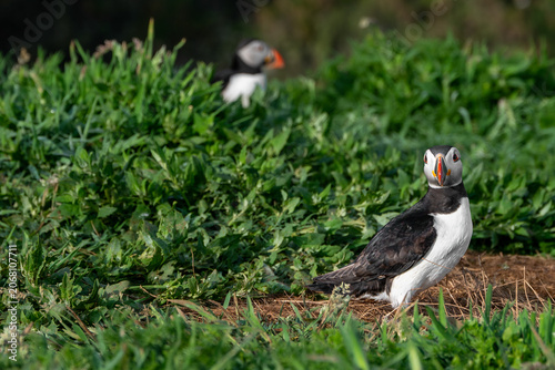 Puffin with some of their vibrant beak colour chipped away