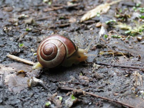 Billede på lærred Snail crawling in muddy soil