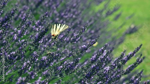 A delicate white butterfly hovers and feeds among blooming lavender flowers in a sunlit field. The shallow depth of field creates a dreamy atmosphere, highlighting nature, pollination, summer colors