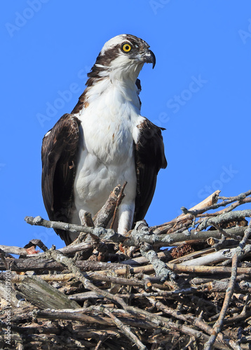 Osprey portrait in the nest with blue sky background, Canada