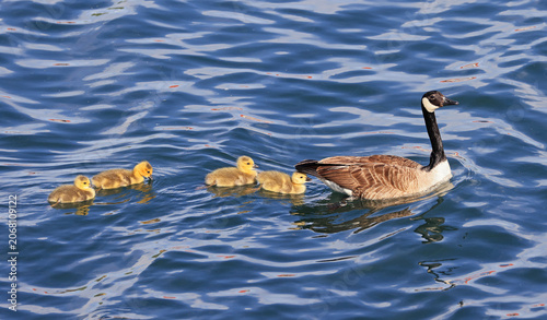 Canada Goose mother with babies on the lake