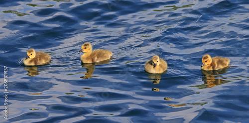Canada Goose babies on the lake portrait