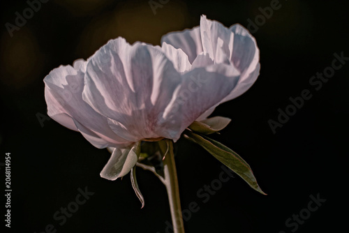Bilde på lerret Macro close-up of a moody pink peony flower with soft focus in dramatic sunset s