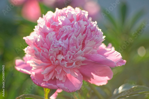 Принти на полотні Sarah Bernhardt pink peony close-up, blooming lactiflora peony with green buds,