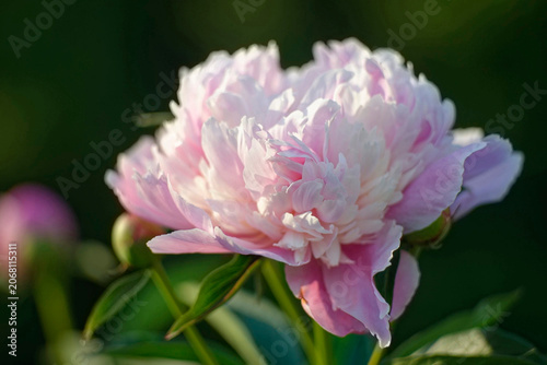 Obraz na plátne Sarah Bernhardt pink peony close-up, blooming lactiflora peony with green buds,