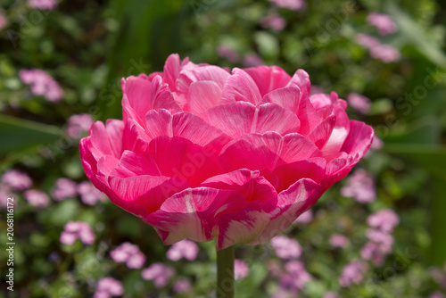 one large pink tulip close-up growing in a flowerbed in the park