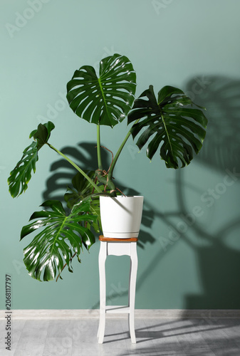 Pot with tropical Monstera ...