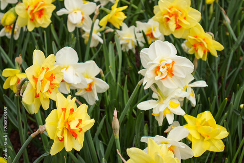 Obraz na plátně Double Daffodils Flowers Field Background.  daffodils in spring