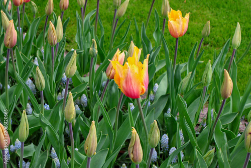 Beautiful orange and yellow tulips blooming in the spring garden with green buds background  tulips in the garden