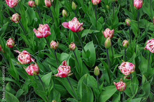 tulips in the garden