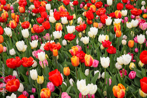   Colorful spring tulips flowerbed, floral texture and background
  red and yellow tulips