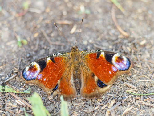 Tableau sur toile Peacock butterfly on the ground among the grass