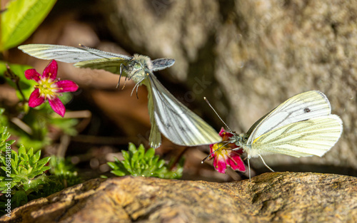 Pair of green veined white butterflies.