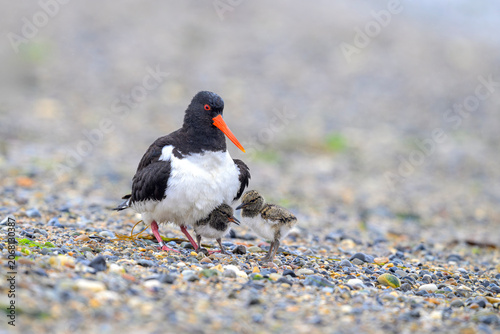 austernfischer Haematopus-ostralegus oystercatcher
