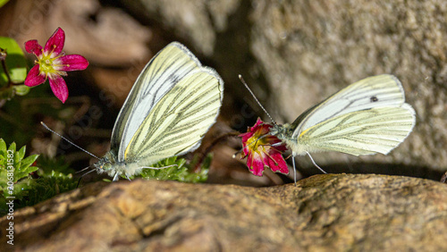 A pair of green veined white butterflies.