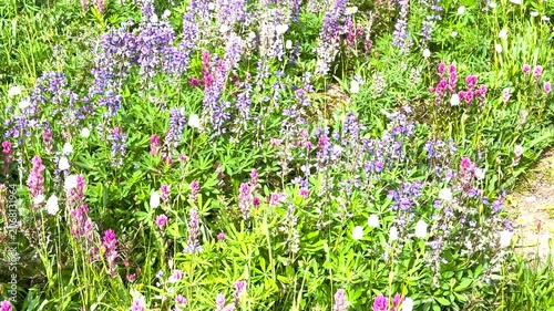 Alpine Wildflowers Cover Olympic Hillside in Summer
