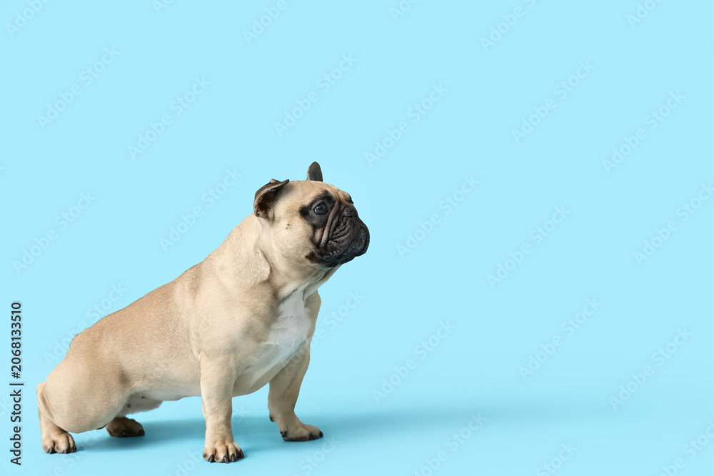 Obraz premium Cute French bulldog on blue background