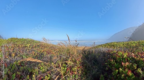 Breeze through Sea Grasses on Oregon Coast in Summer