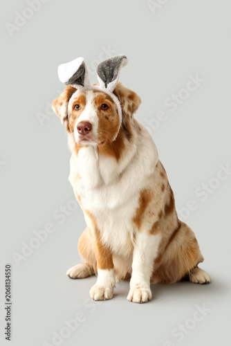 Cute Australian Shepherd do...