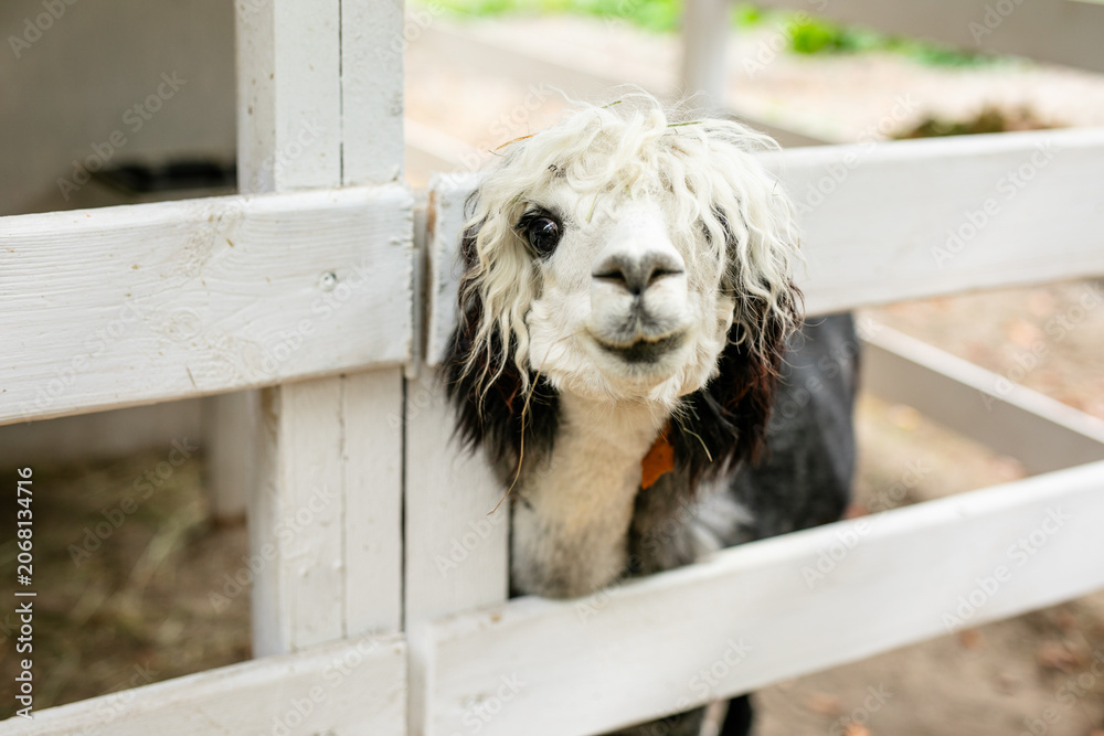 Fototapeta premium Black and white alpaca with curly hair looking through white wooden fence.
